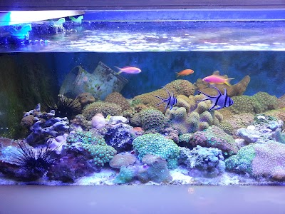 Coral Farm