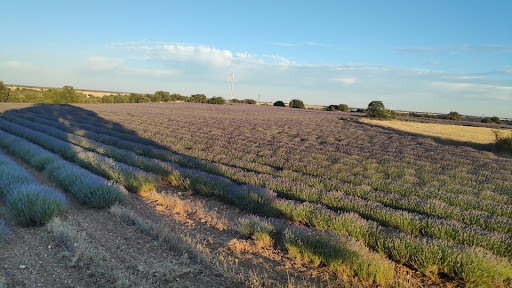 Campo de Lavanda El Marañal