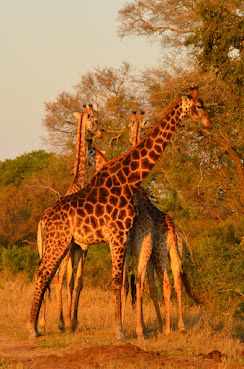 Hoyo Hoyo Safari Lodge by null