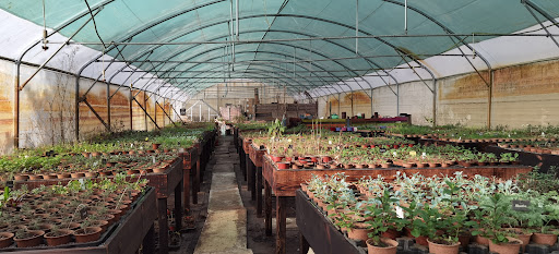 Photo de Jardinerie Derly Blagon à Lanton (33138)