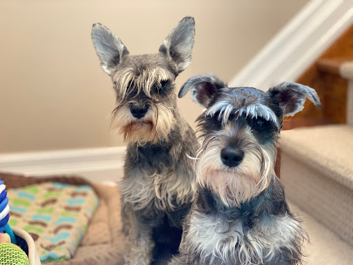 Snelgrove Veterinary Services - Thumbnail