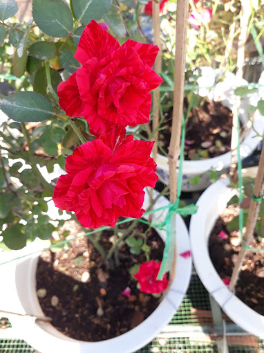 Kien Minh Chau, Vĩnh Thành, Chợ Lách, Bến Tre