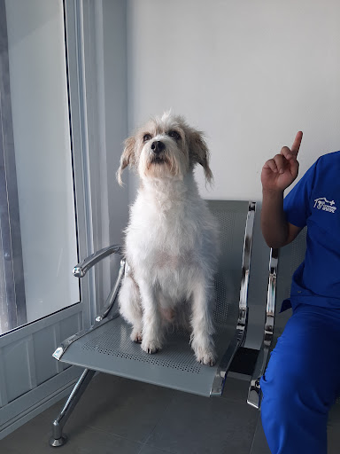 Compañía animal