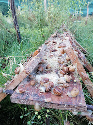 Photo n°3 de les Escargots d'Amandine à La Chapelle-Thècle (Ferme d'élevage)