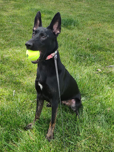 Tidewater Animal Clinic - Thumbnail