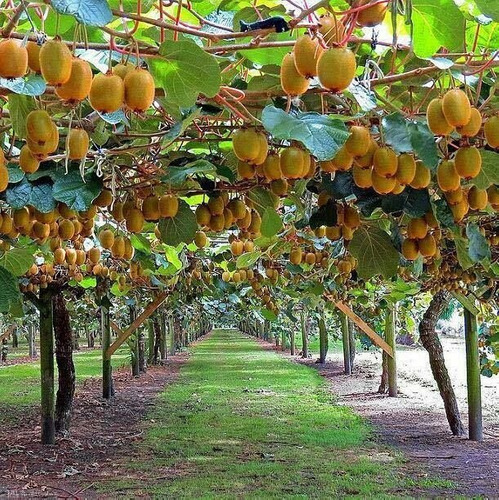 Petricor vivero ecológico - Foto 1