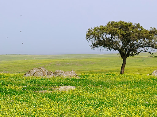 Observatorio de aves-Llanos de Cáceres - Thumbnail