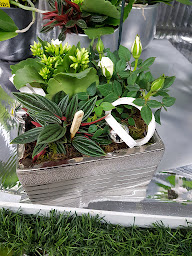 Photo n°24 de Les serres de Steenwerck à Steenwerck (Jardinerie)