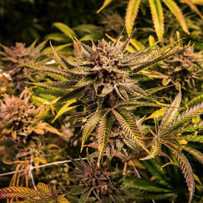 Photo of Trulieve Mesa Dispensary