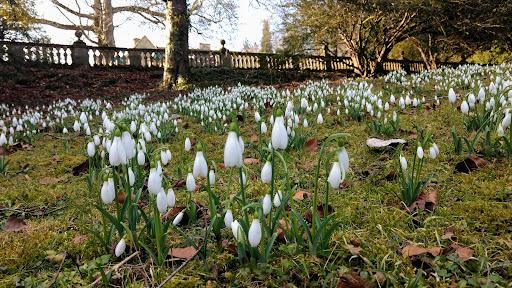 Colesbourne Gardens - Thumbnail