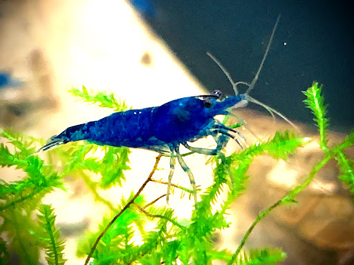 Garnelenoase Sandra Schlößer