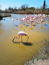 Photo n°33 de Promenade à cheval La Manade à Saintes-Maries-de-la-Mer (Centre de randonnée équestre)