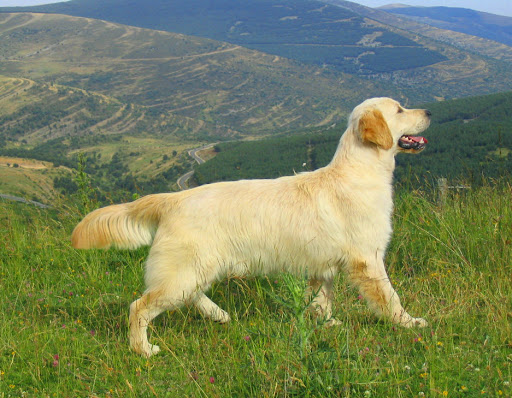 Hotel para perros Residencia canina Soria 