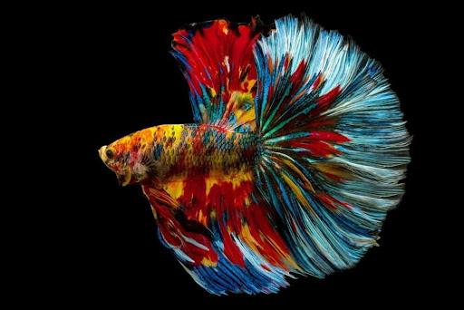 Bad Decisions Aquatics