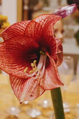 Zinnie's Table and Flower by null