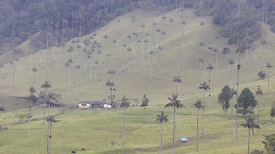 Photos of El Bosque de Las Palmas