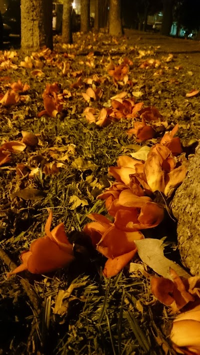 台中世貿木棉花道 Park Taiwan