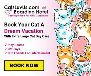 Cats Luv Us Google Business photo