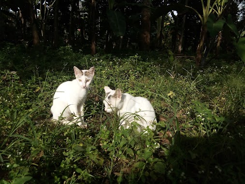 Rumah Kucing 2 Petshop, Author: bebeinfo com