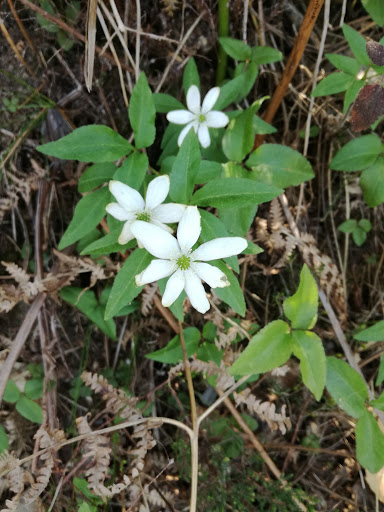 Cima Sassabodda