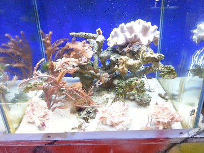 Coral Farm