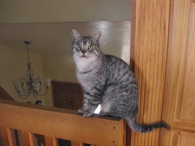 Photos of Pinebrook Animal Hospital
