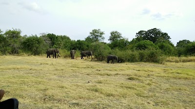 Photos of Minneriya Jeep Safari Service