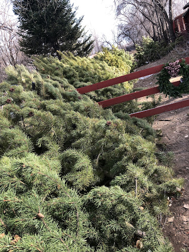 D and D Christmas Trees – photo 1 of 3