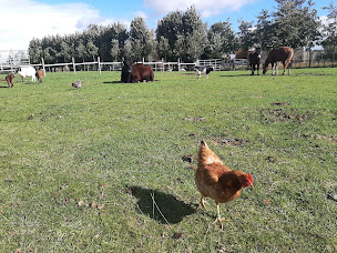 Photo n°2 de La Petite Ferme Flamande à Rexpoëde (Ferme pédagogique)