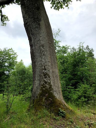 Naturdenkmal Traubeneiche - Thumbnail