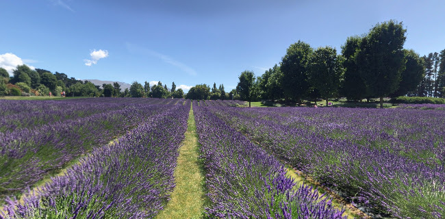 Wanaka Lavender Farm