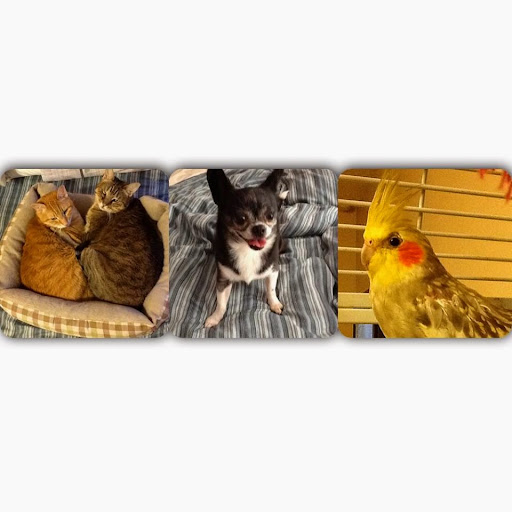 Eltingville Veterinary Practice Gallery - United States