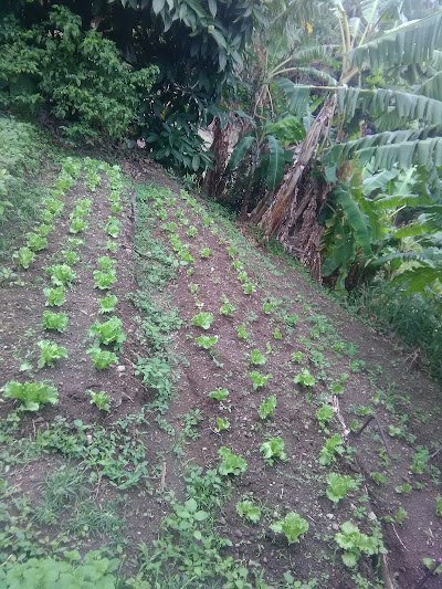 Photos of Farm Lands