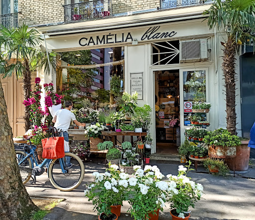 Camelia Blanc Fleuriste - Thumbnail