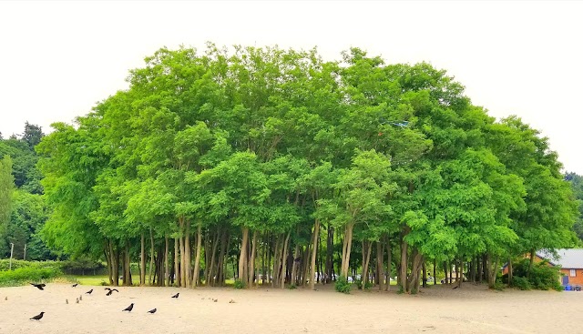 Golden Gardens Park