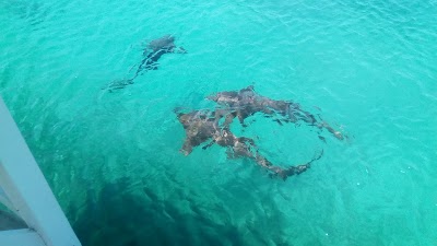 Photos of Cape Eleuthera Resort & Yacht Club