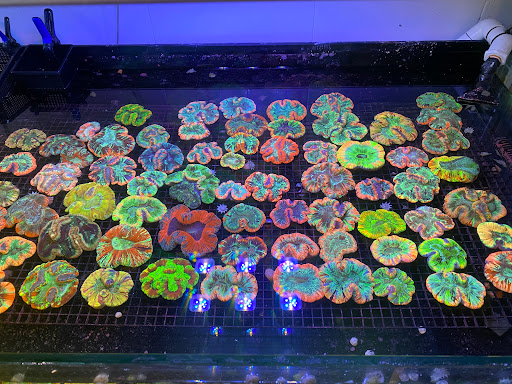 BIGShowFrags.com - Visual