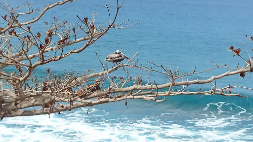 Jardines Del Caribe - Thumbnail