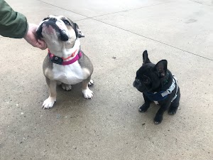 Indiana Pet Fence