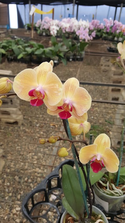 Photos of Orchids Dominicana, S.A.