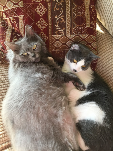 Pretty Litter