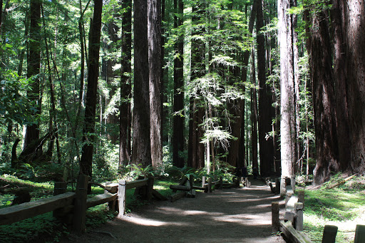 Colonel Armstrong Tree - Thumbnail