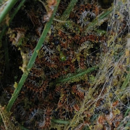 Photo n°12 de Armor Aero Services à Pludual (Service d'extermination des nuisibles)