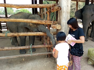 Photos of ဝဂၤေဘာ္ ဆင္စခန္း Wingabaw Elephant Camp