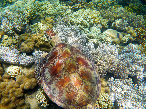 Port Douglas Camera Hire - Thumbnail