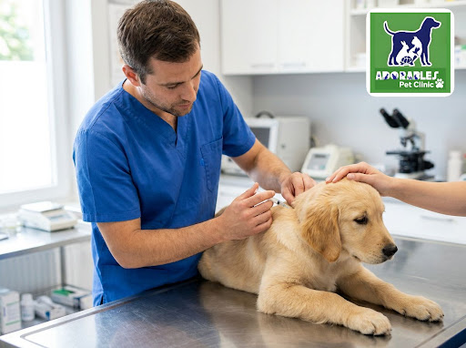 Vaccinations are one of the simplest and most powerful ways to protect your pet from serious, lif… post image