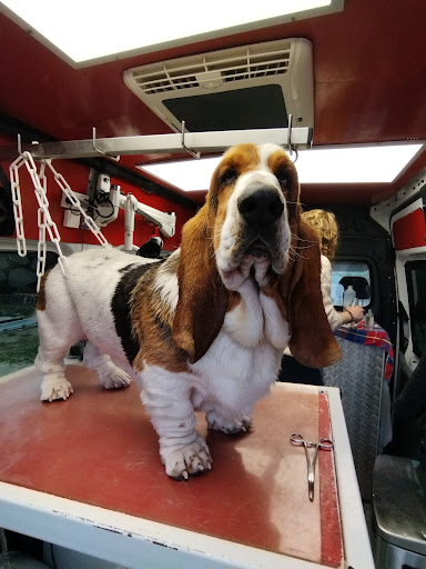 BeautyDog Toilettage à Domicile - Thumbnail