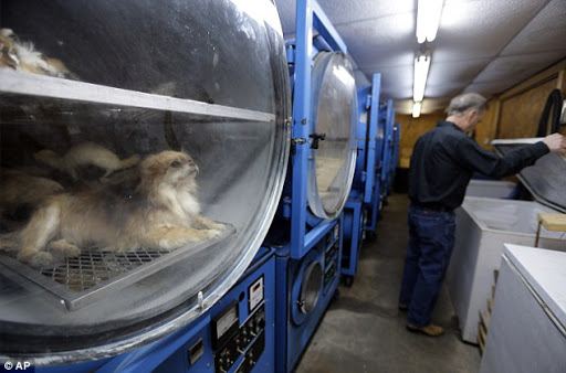 Eddy Wildlife Studios - Thumbnail