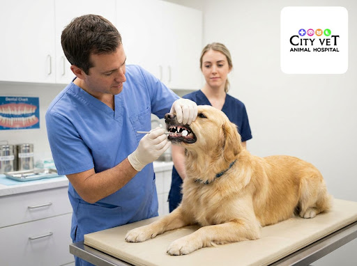 Healthy teeth mean a healthier, happier pet. At City Vet Animal Hospital in Ameenpur, Hyderabad,… post image