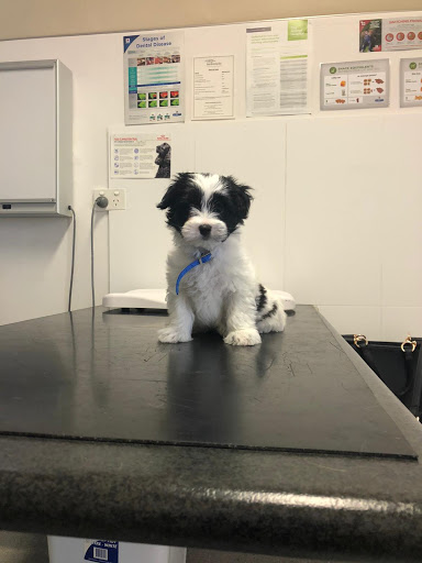 Pets and Vets WA - Thumbnail
